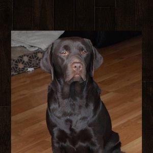 Meet your Posher, Lacy